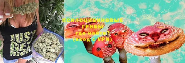 прущие грибы Абаза